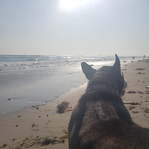 Tarbush Kitchen, Restaurant & Market